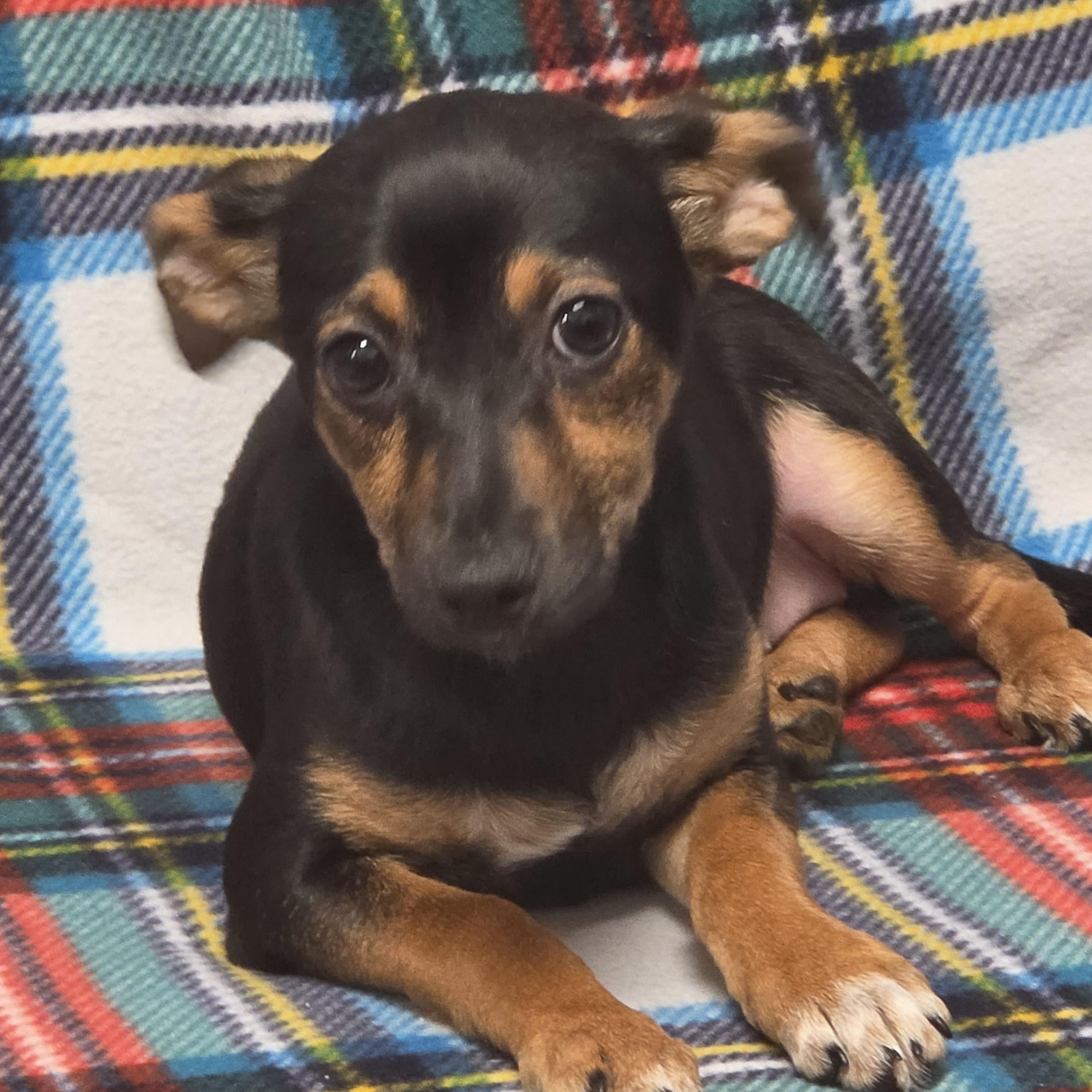 Enlarge Beth, a Adoptable mixed breed in Lacona, NY image 4/5