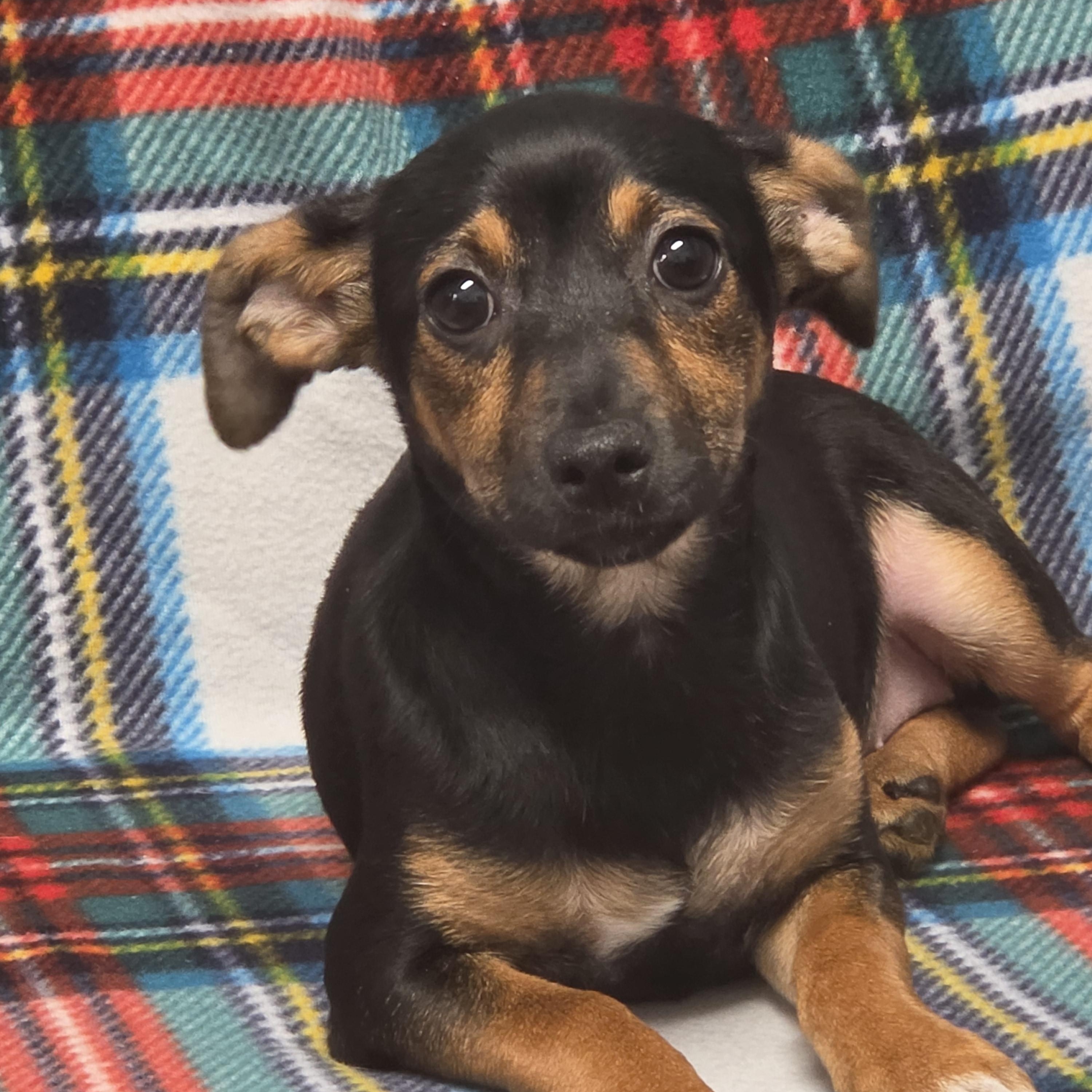 Enlarge Beth, a Adoptable mixed breed in Lacona, NY image 3/5