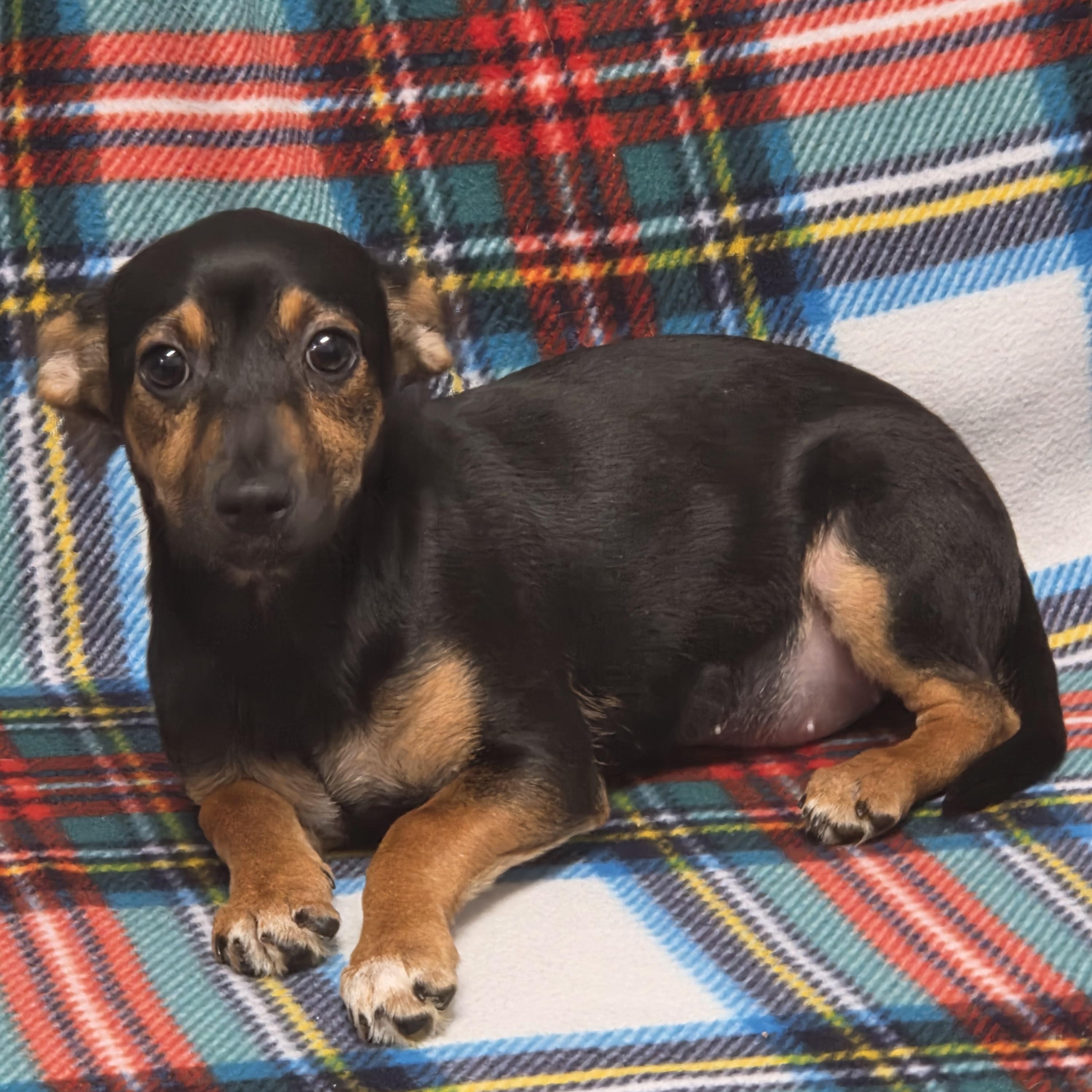 Enlarge Beth, a Adoptable mixed breed in Lacona, NY image 5/5