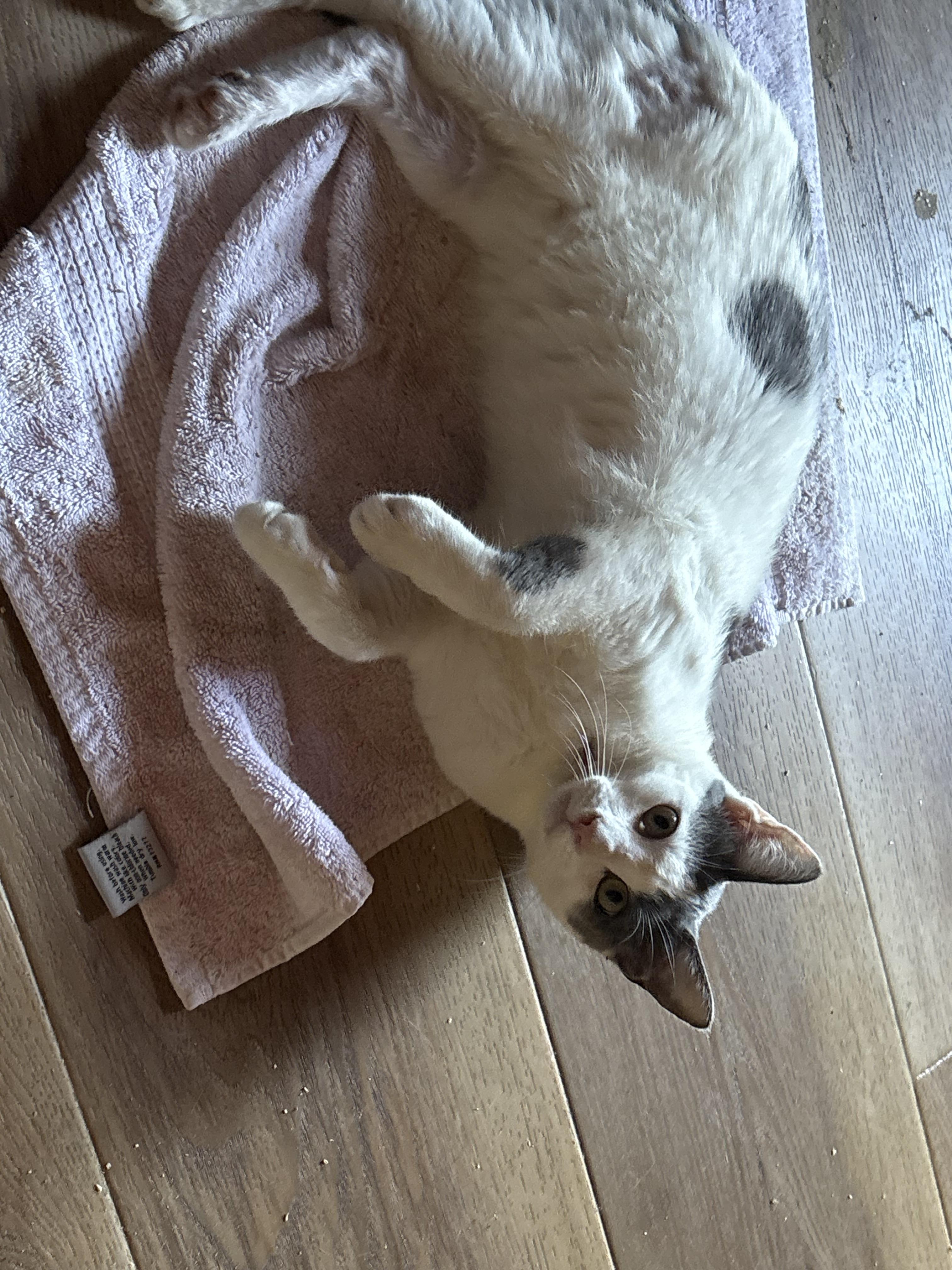 Enlarge Jackson, a Adoptable mixed breed in Whittier, CA image 1/2