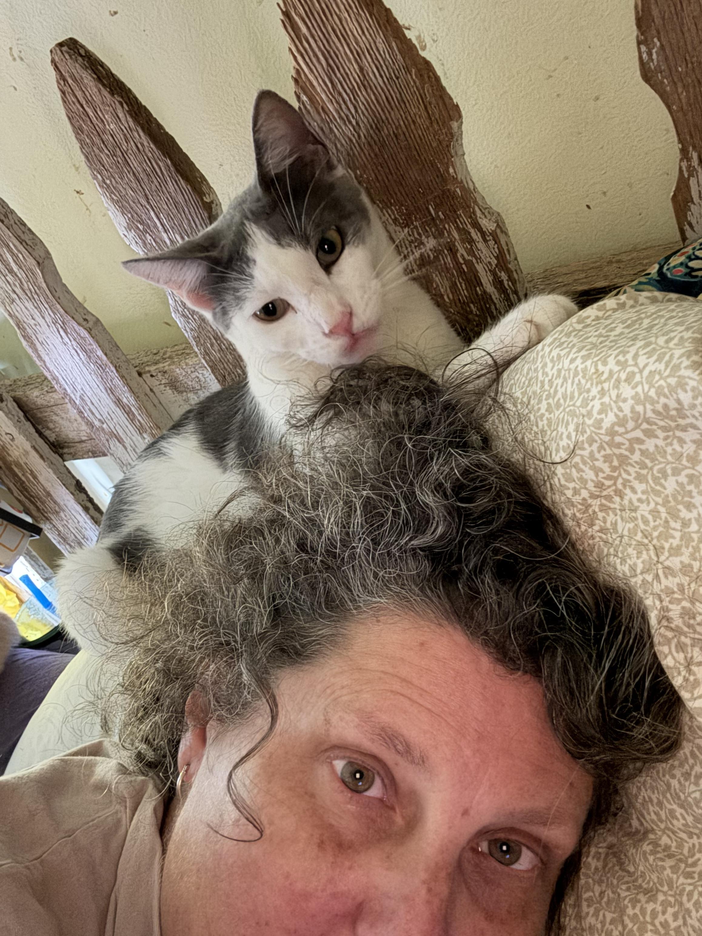 Enlarge Jackson, a Adoptable mixed breed in Whittier, CA image 2/2