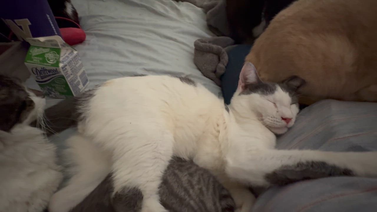 Enlarge Jackson, a Adoptable mixed breed in Whittier, CA video 2/3