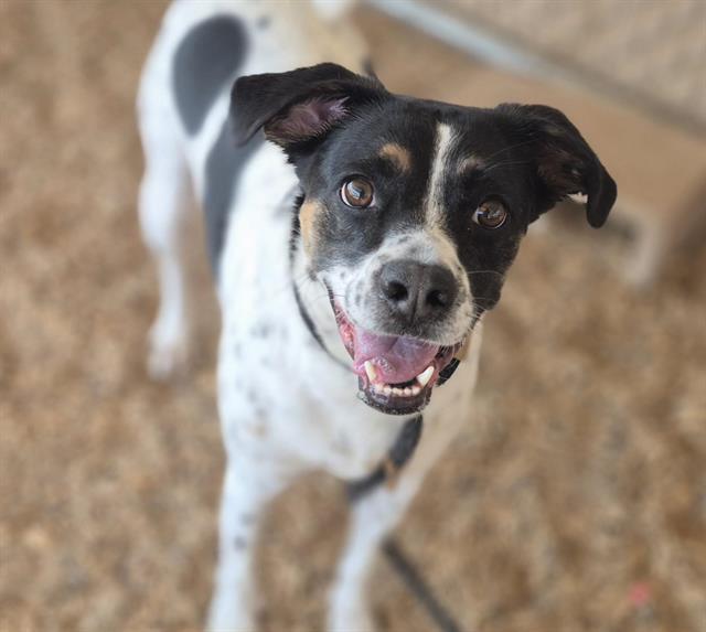 Enlarge RICO, a Adoptable mixed breed in Albuquerque, NM image 1/1