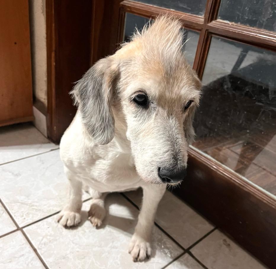 Señor, a Adoptable mixed breed in Mexicali, BCN image 4/6