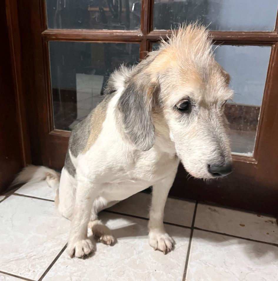 Señor, an adoptable Shepherd, Terrier in Mexicali, BCN, 21280 | Photo Image 5