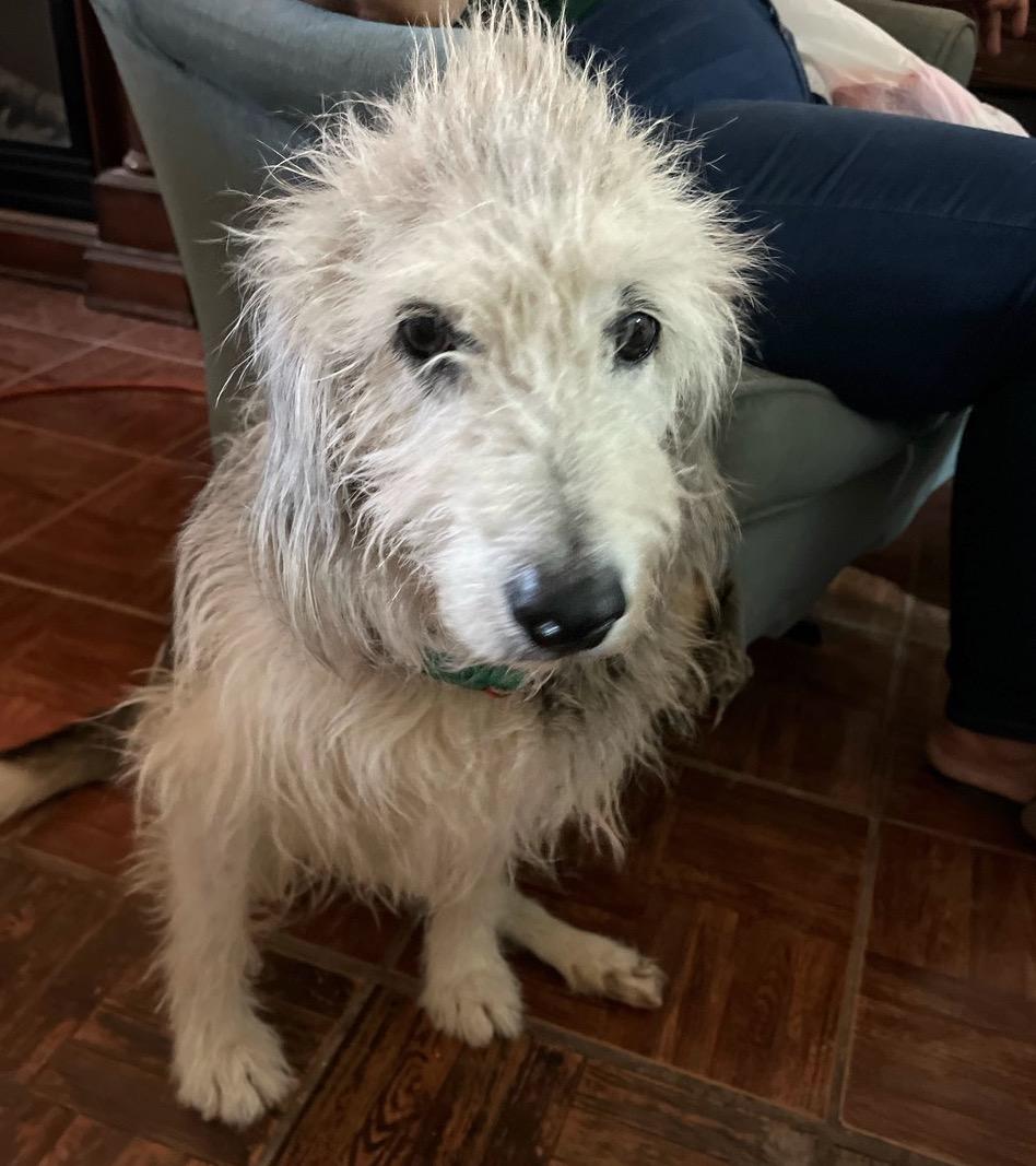 Señor, an adoptable Shepherd, Terrier in Mexicali, BCN, 21280 | Photo Image 3