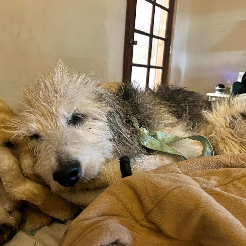 Señor, a Adoptable mixed breed in Mexicali, BCN image 5/6