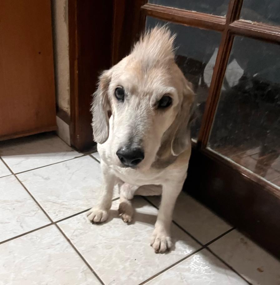 Señor, an adoptable Shepherd, Terrier in Mexicali, BCN, 21280 | Photo Image 1