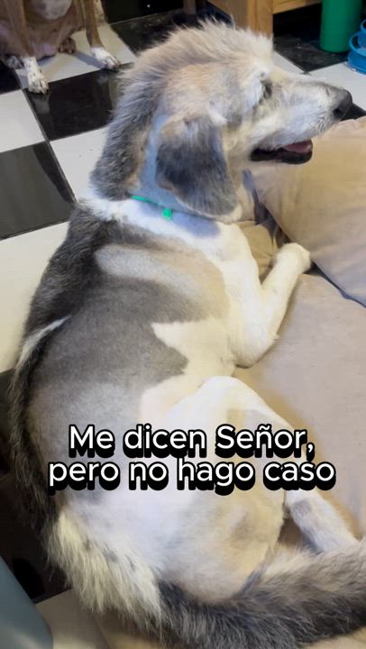 Enlarge Señor, a Adoptable mixed breed in Mexicali, BCN video 6/6