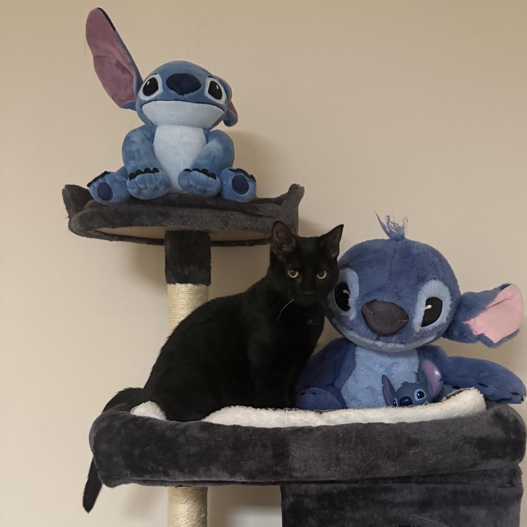 Stitch, a Adoptable Domestic Short Hair in Reisterstown, MD image 2/5