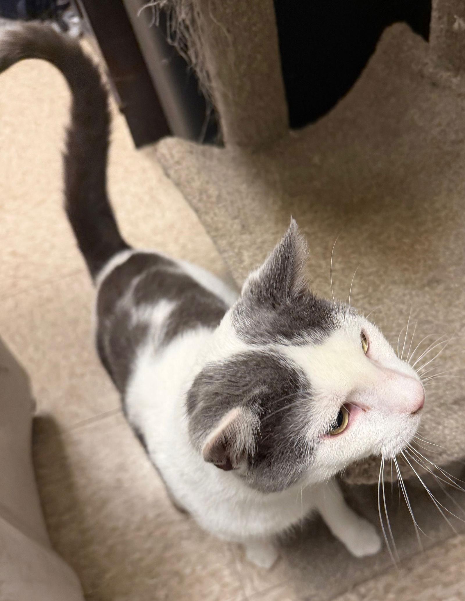 Briar — thumbnail 3