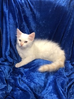 Wellington, a Adopted mixed breed in Gainesville, FL image 1/4