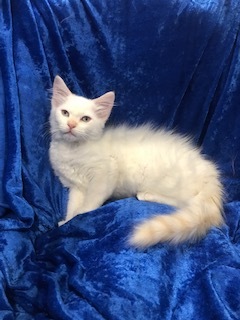 Wellington, a Adopted mixed breed in Gainesville, FL image 2/4