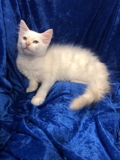 Wellington, a Adopted mixed breed in Gainesville, FL image 3/4