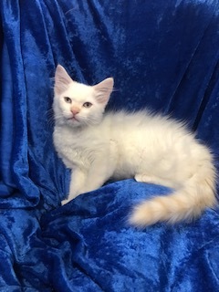 Wellington, a Adopted mixed breed in Gainesville, FL image 4/4