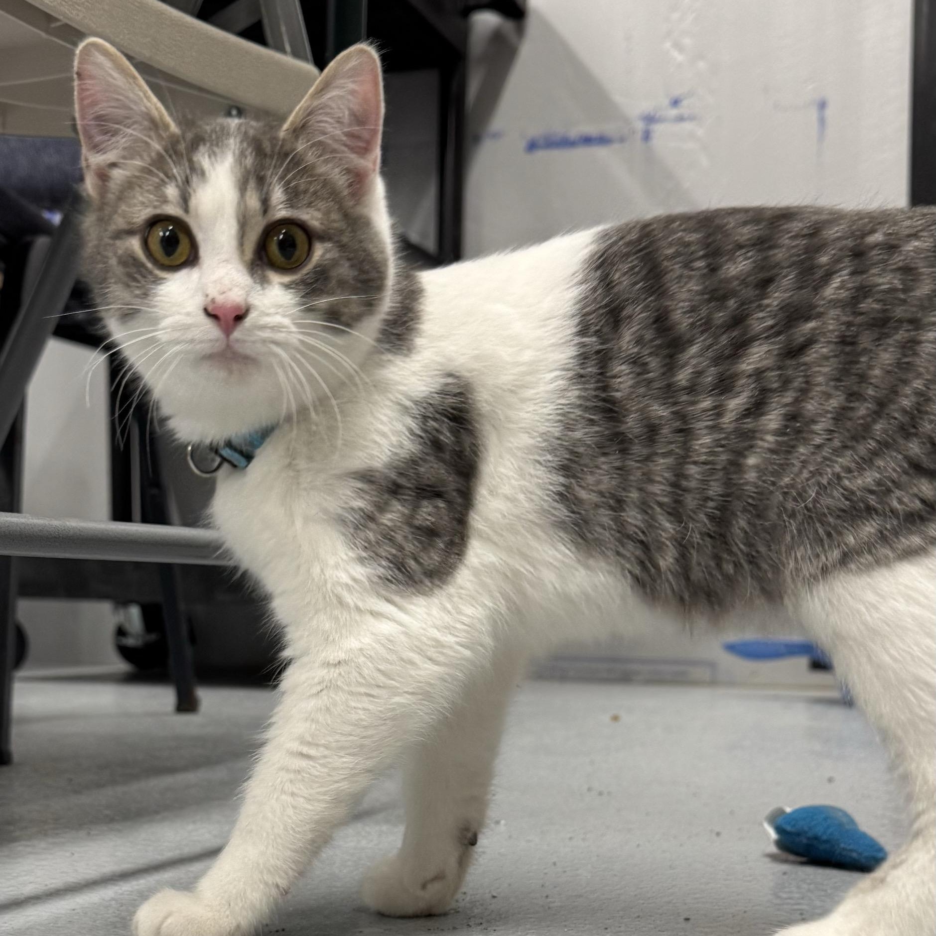 Enlarge Clyde (and Barney), a Adoptable Tabby in Morris, MN image 1/3
