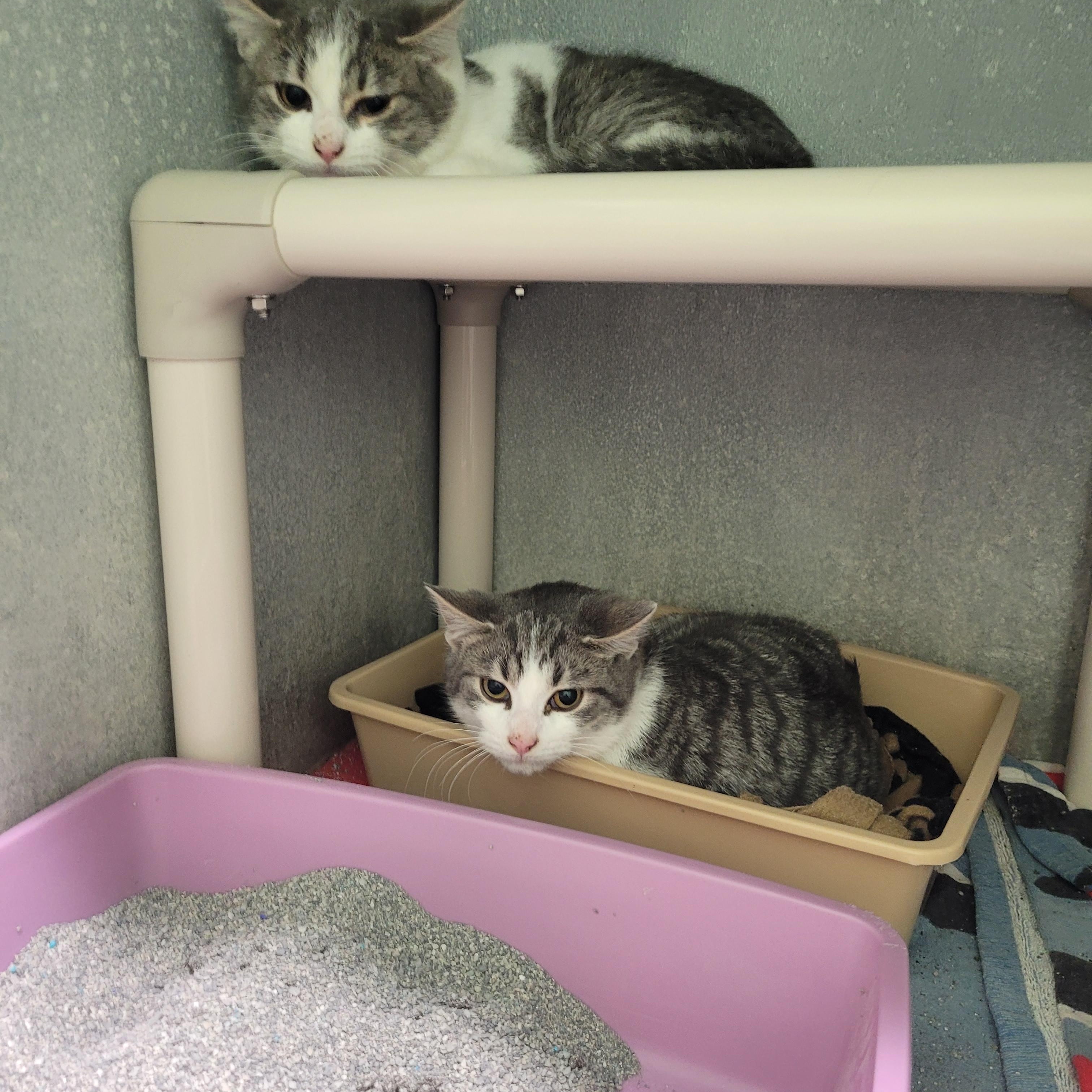 Barney & Clyde, Adoptable, Adult Male Tabby.