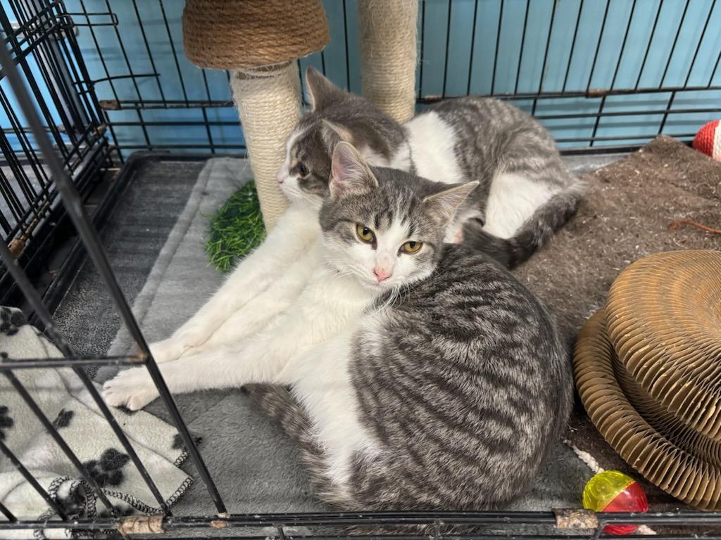 Barney & Clyde, Adoptable, Adult Male Tabby.