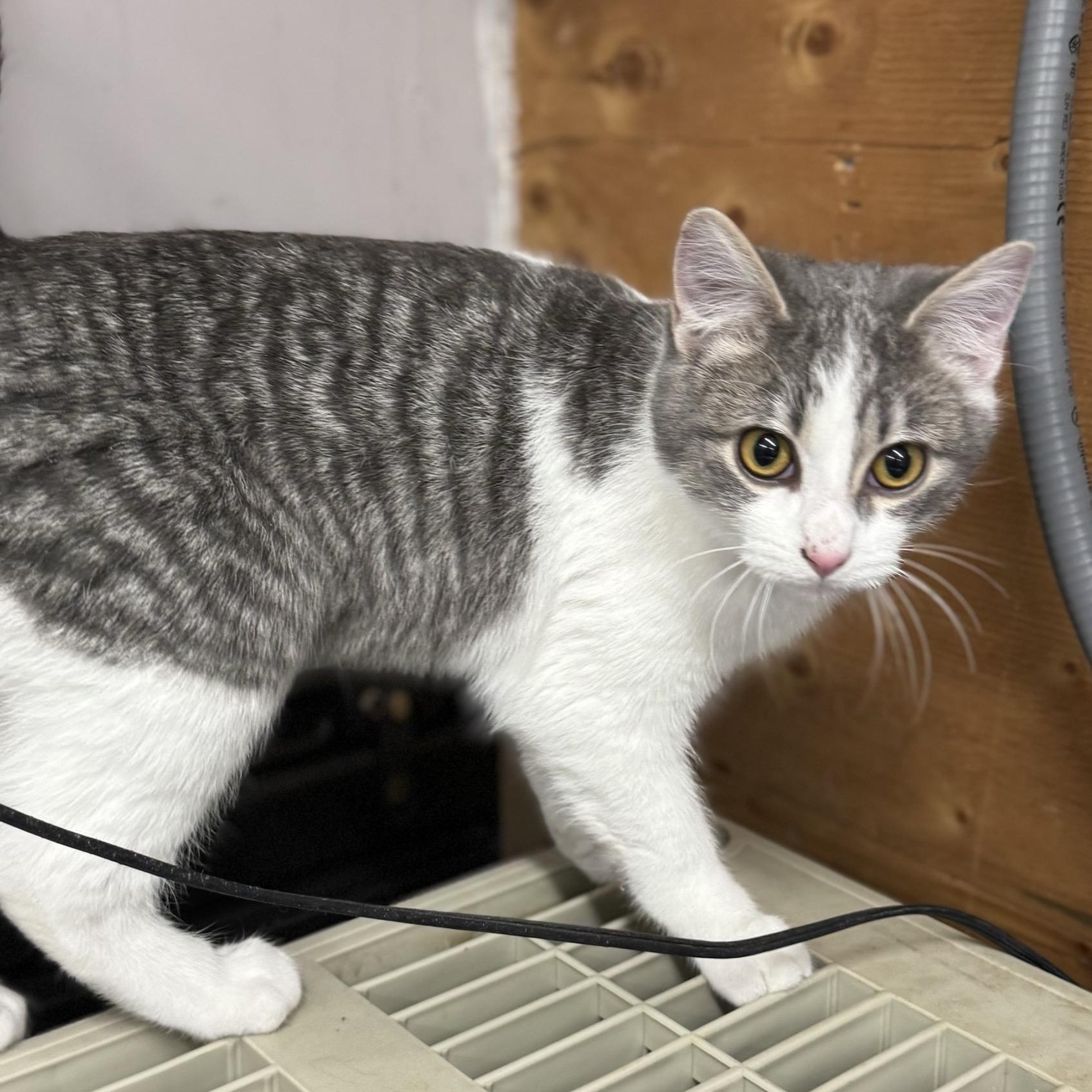 Enlarge Clyde (and Barney), a Adoptable Tabby in Morris, MN image 2/3
