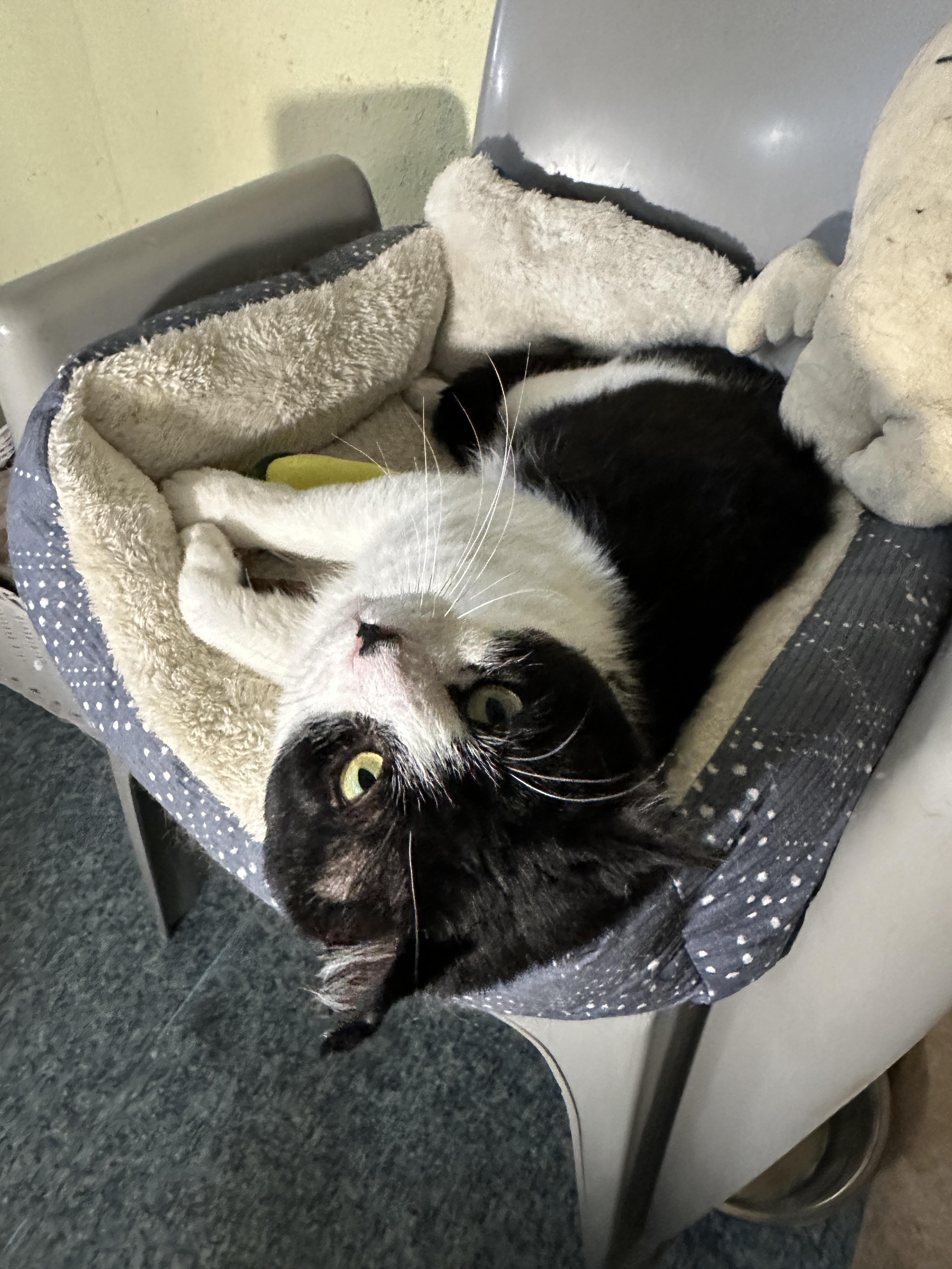 Enlarge Uno, a Adoptable mixed breed in Anchorage, AK image 4/4