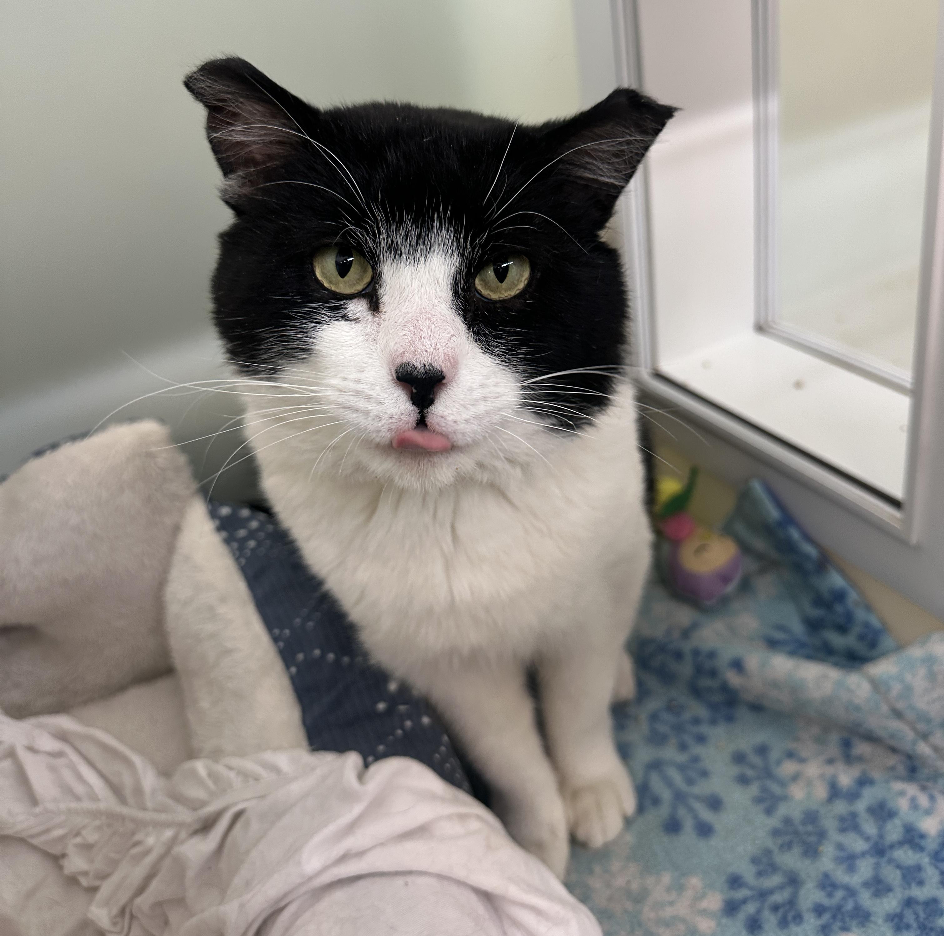Enlarge Uno, a Adoptable mixed breed in Anchorage, AK image 3/4