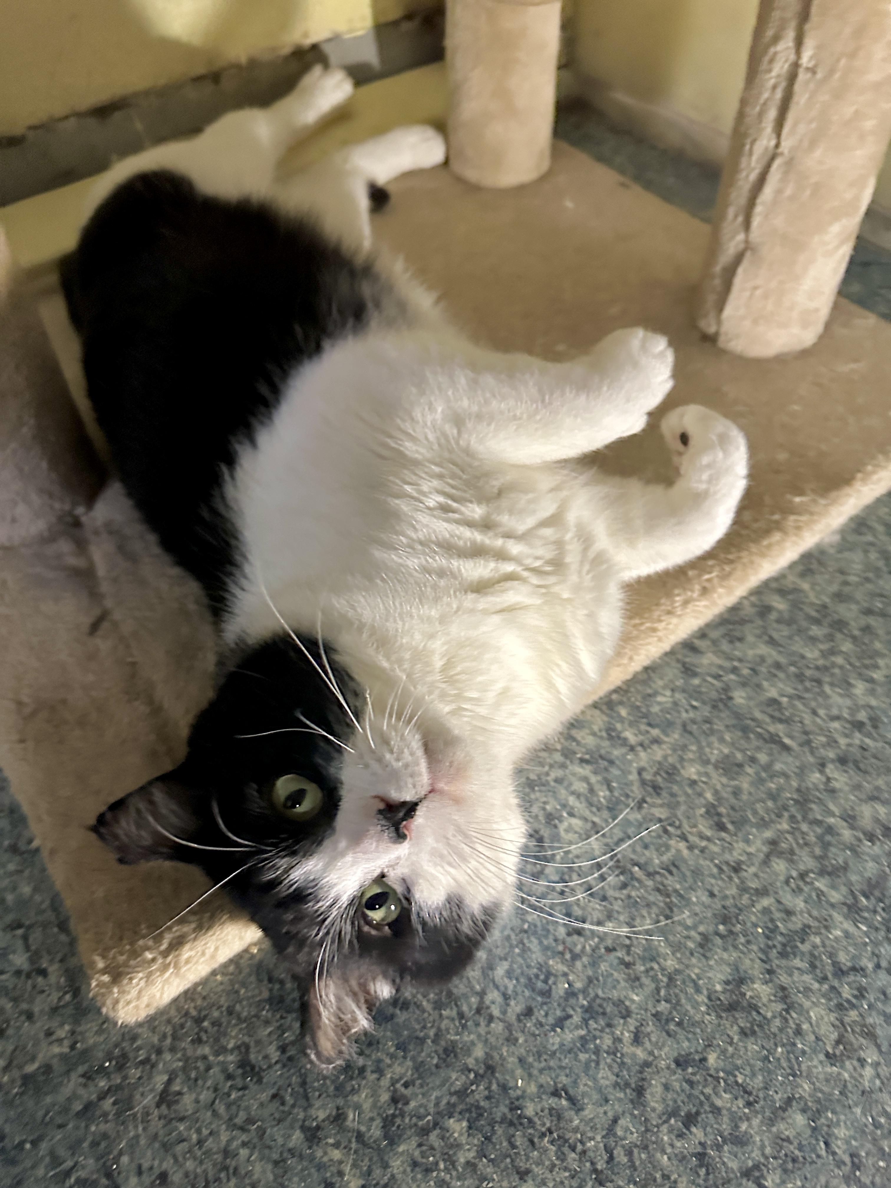 Enlarge Uno, a Adoptable mixed breed in Anchorage, AK image 2/4