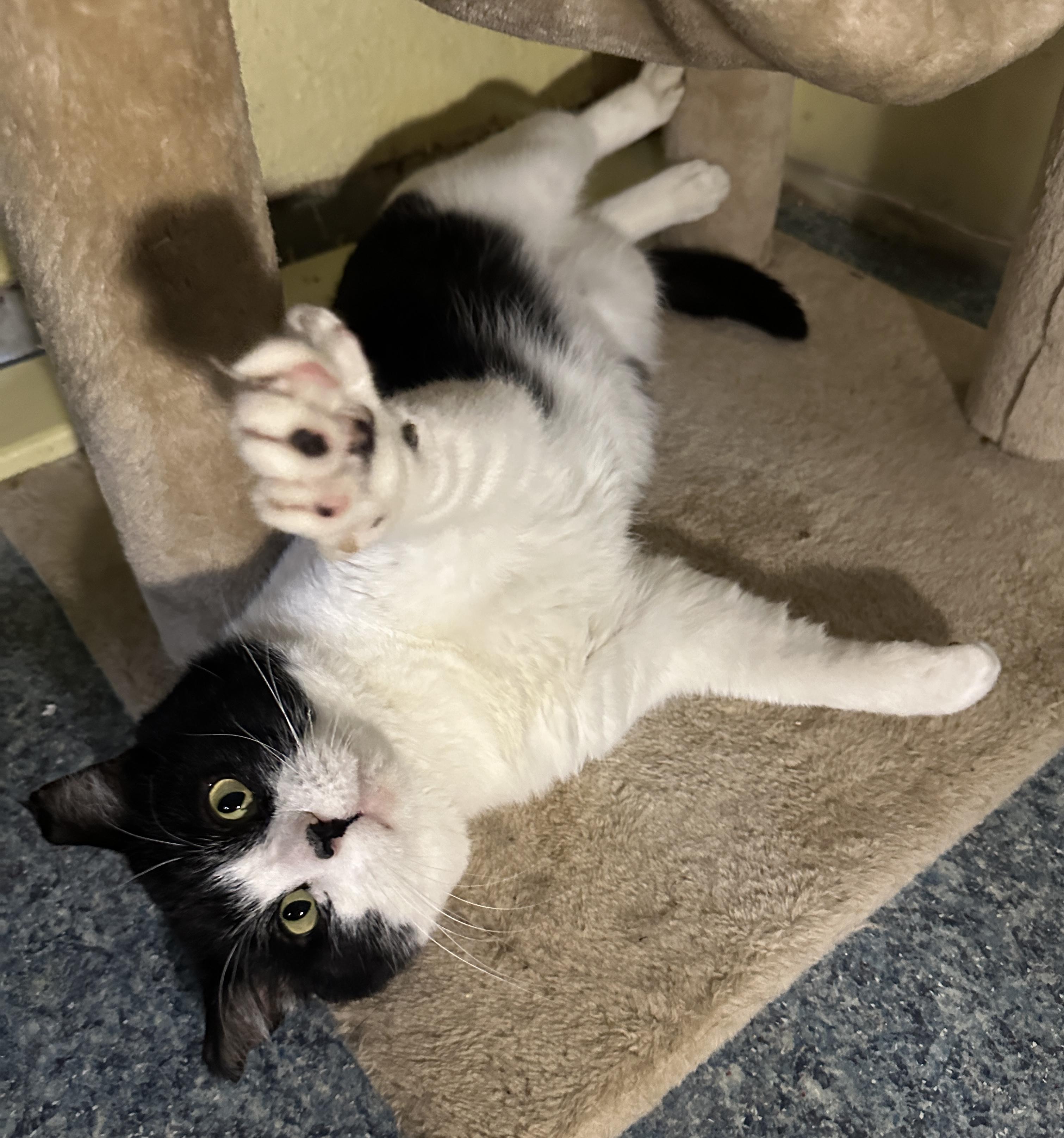Uno, Adoptable, Senior Male Domestic Short Hair.