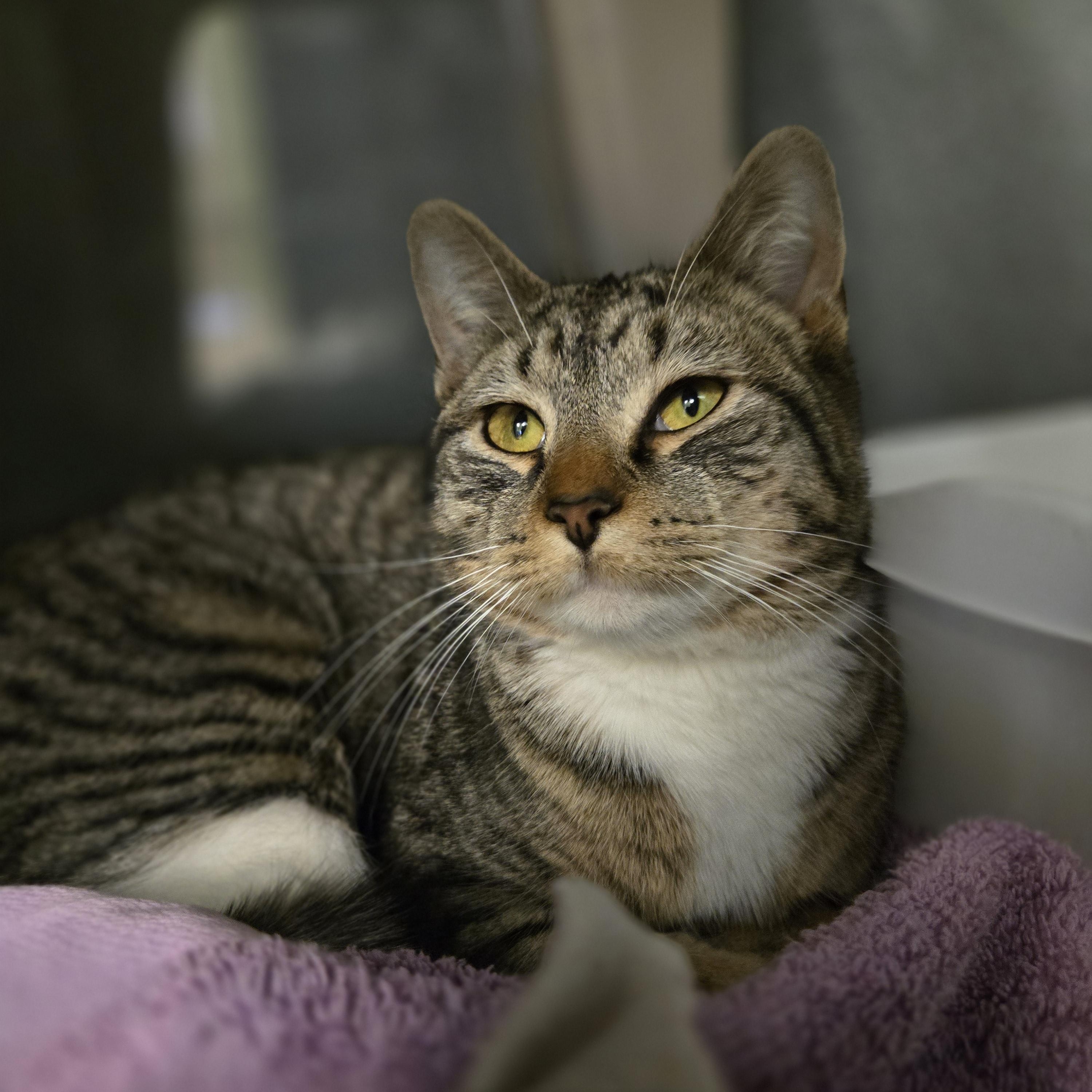 Aspen, ADOPTABLE, Adult Female Domestic Short Hair.