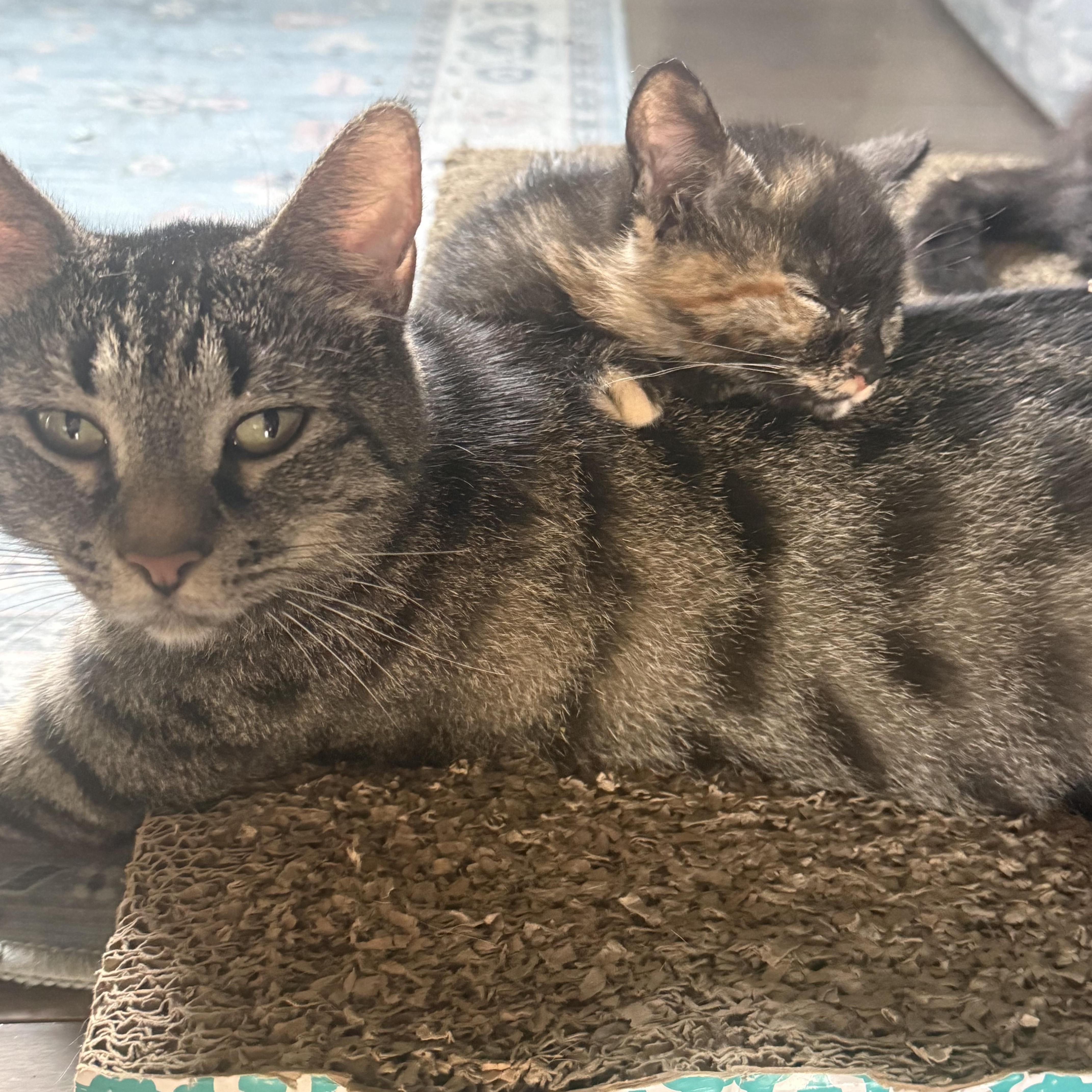 Kit Kat (Mom to the Friends Crew), a ADOPTABLE Domestic Short Hair in Hickory, NC image 1/3