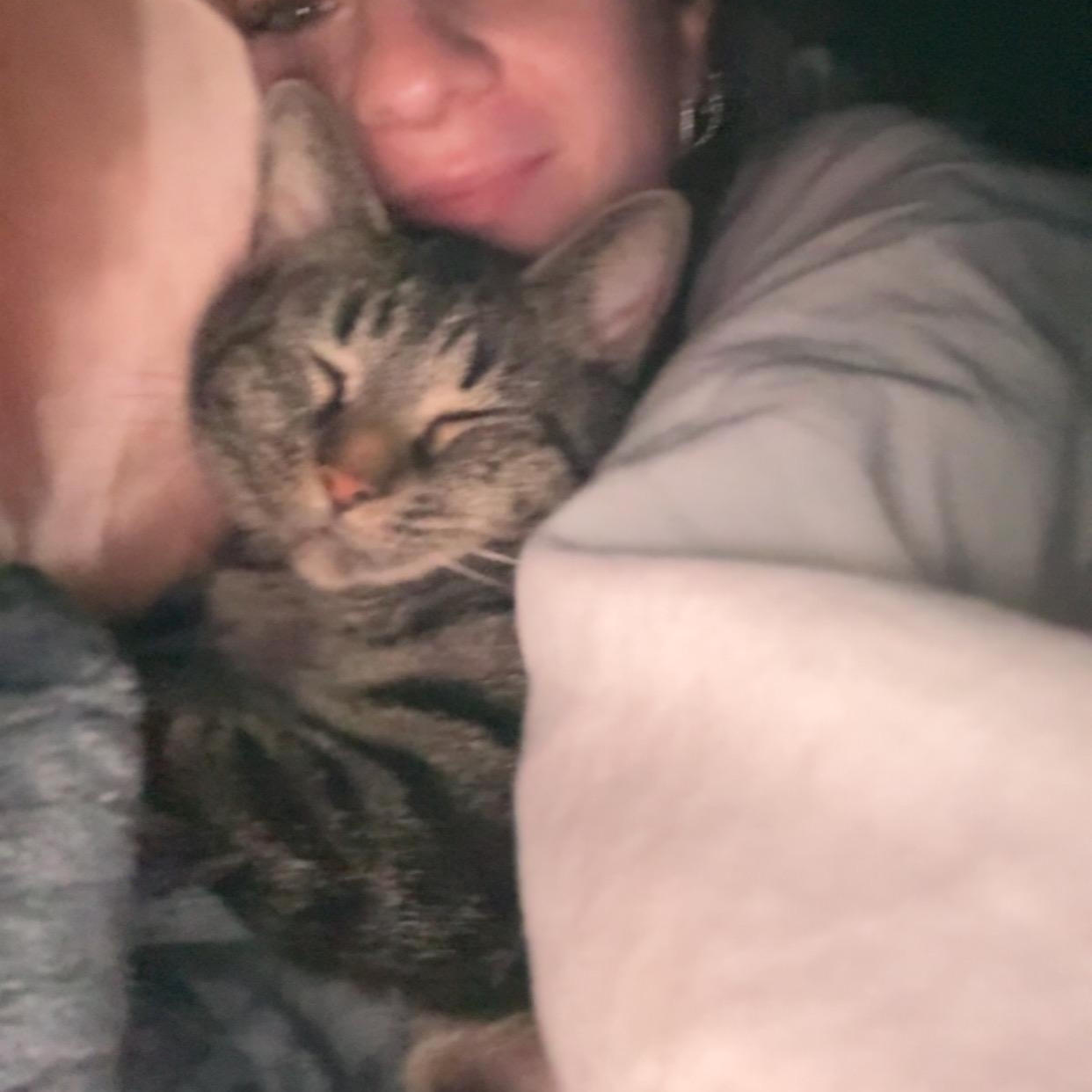 Kit Kat (Mom to the Friends Crew), a ADOPTABLE Domestic Short Hair in Hickory, NC image 3/3
