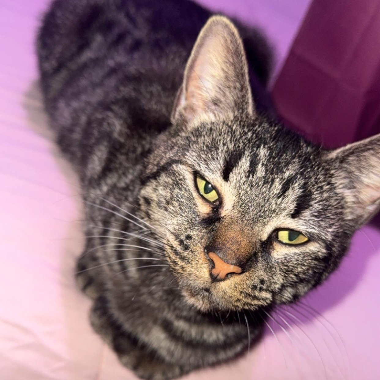 Kit Kat (Mom to the Friends Crew), a ADOPTABLE Domestic Short Hair in Hickory, NC image 2/3