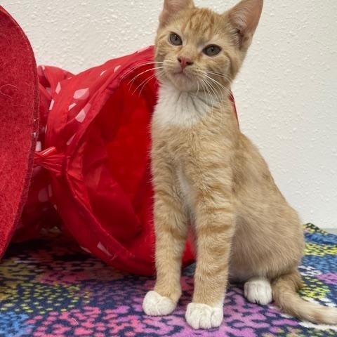 Burgess, adopted, Kitten Female Domestic Short Hair.