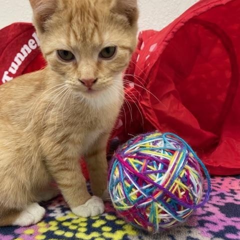 Burgess, an adopted Domestic Short Hair in Red Wing, MN image 4/4