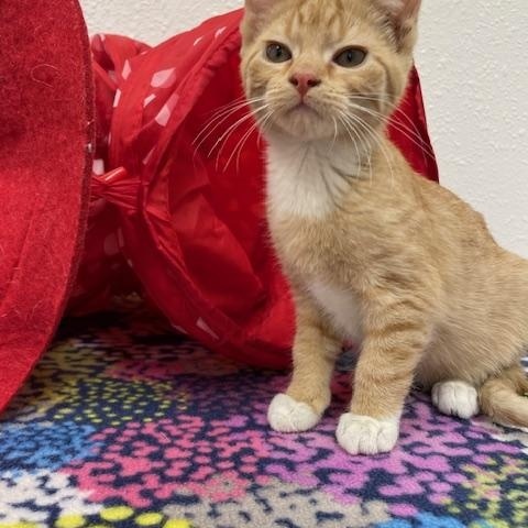 Burgess, an adopted Domestic Short Hair in Red Wing, MN image 3/4