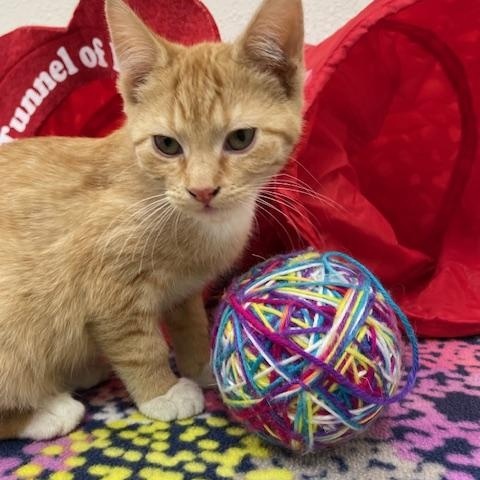 Burgess, an adopted Domestic Short Hair in Red Wing, MN image 2/4