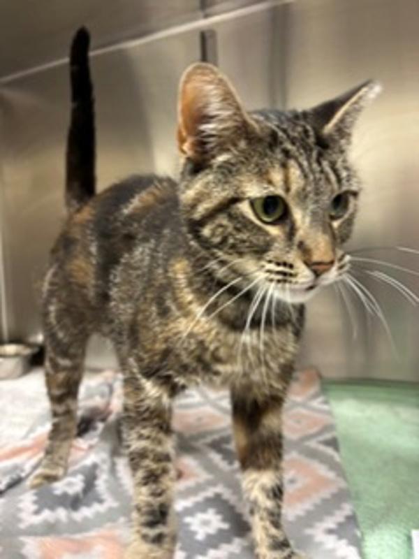 Baja Blast, Adoptable, Young Female Domestic Short Hair.