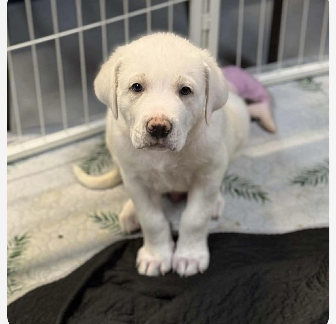 Sugar cookie, ADOPTABLE, Puppy Male Great Pyrenees & Mixed Breed.