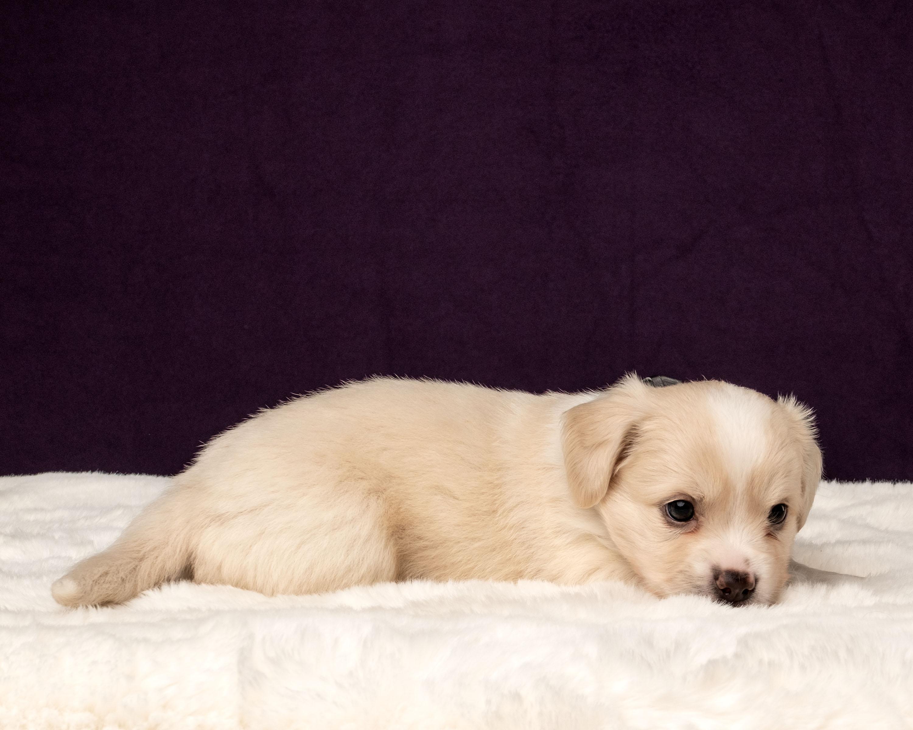 Triton, a Adoptable mixed breed in Aiken, SC image 2/5
