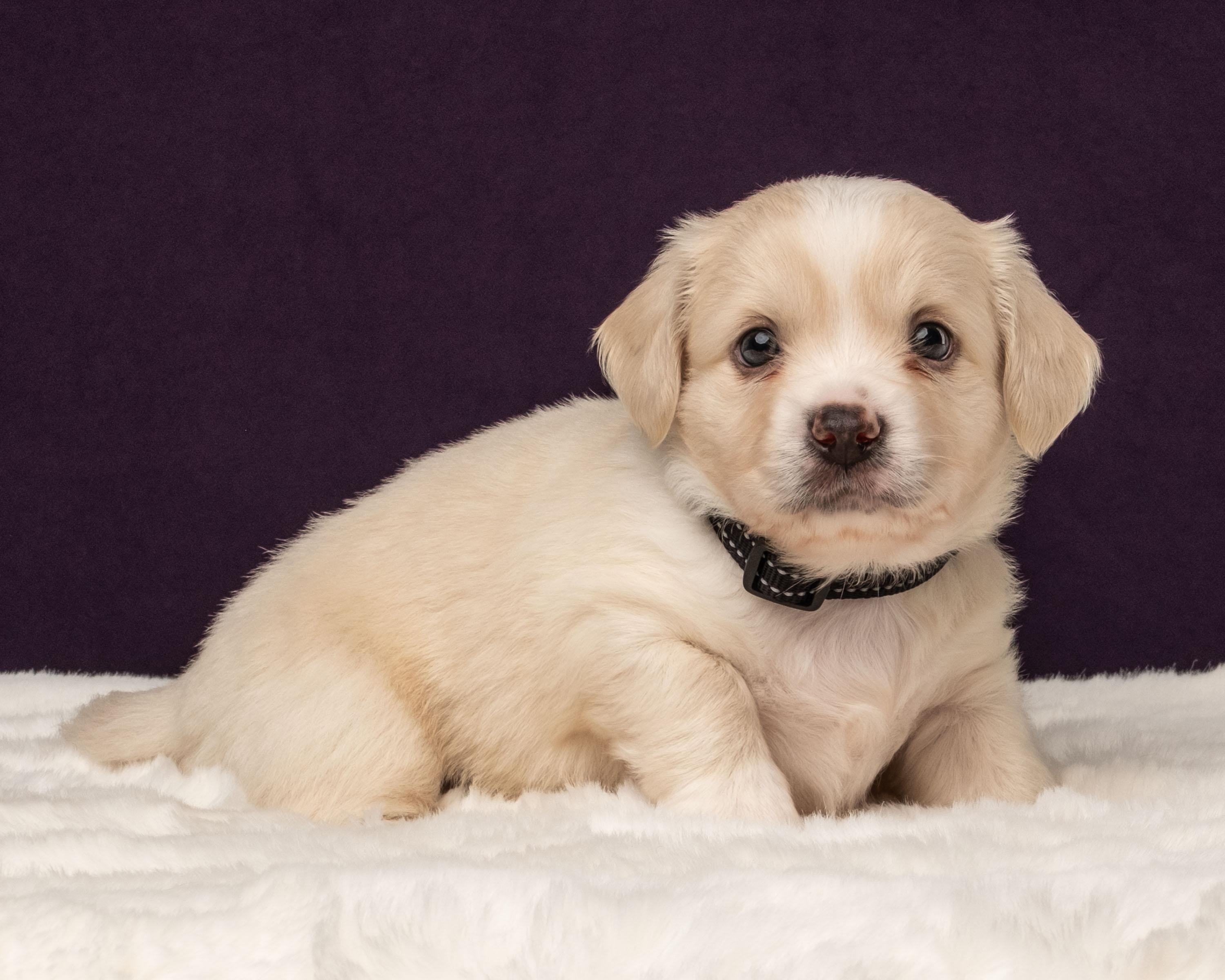 Triton, a Adoptable mixed breed in Aiken, SC image 3/5