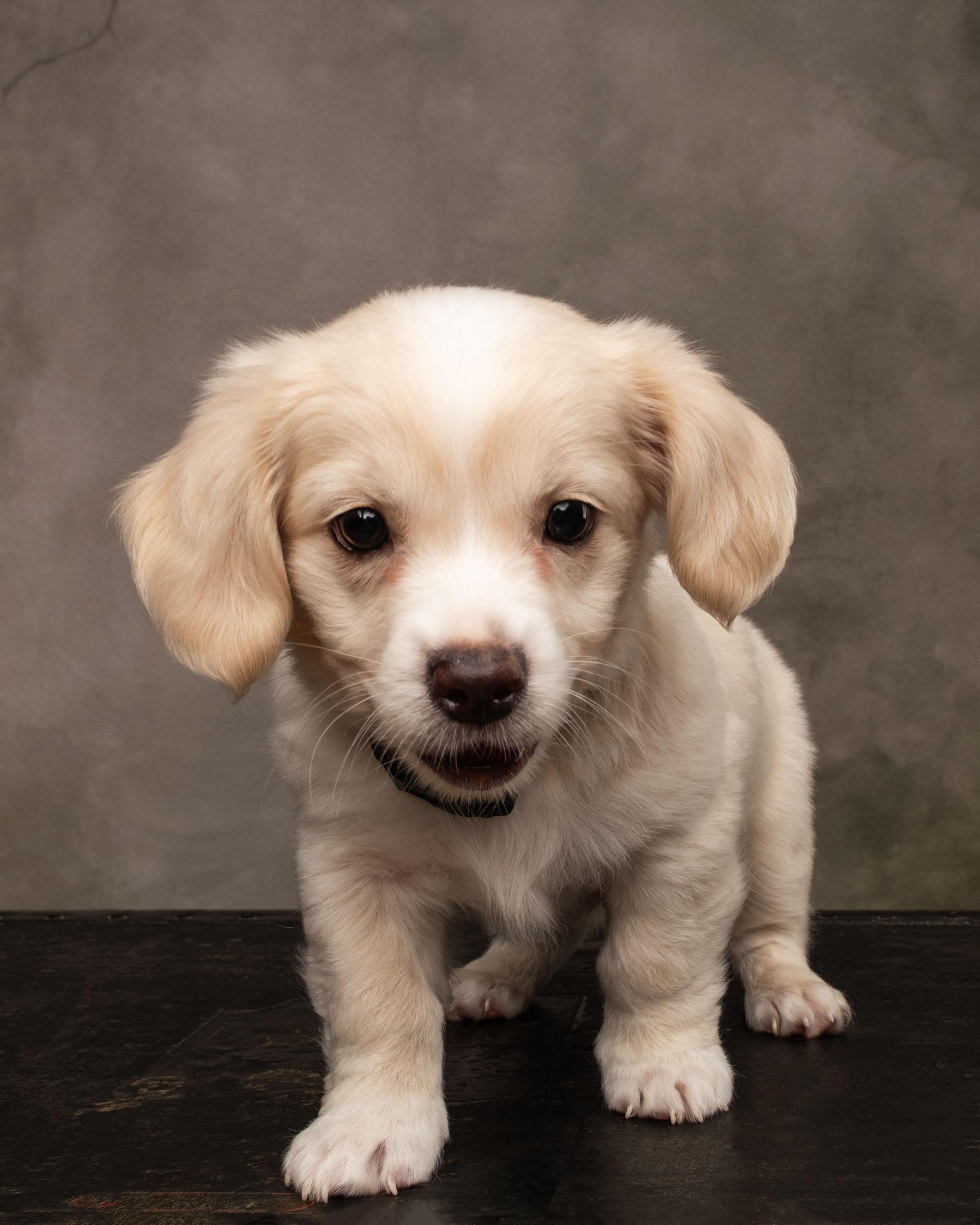 Enlarge Triton, a Adopted mixed breed in Aiken, SC image 4/5
