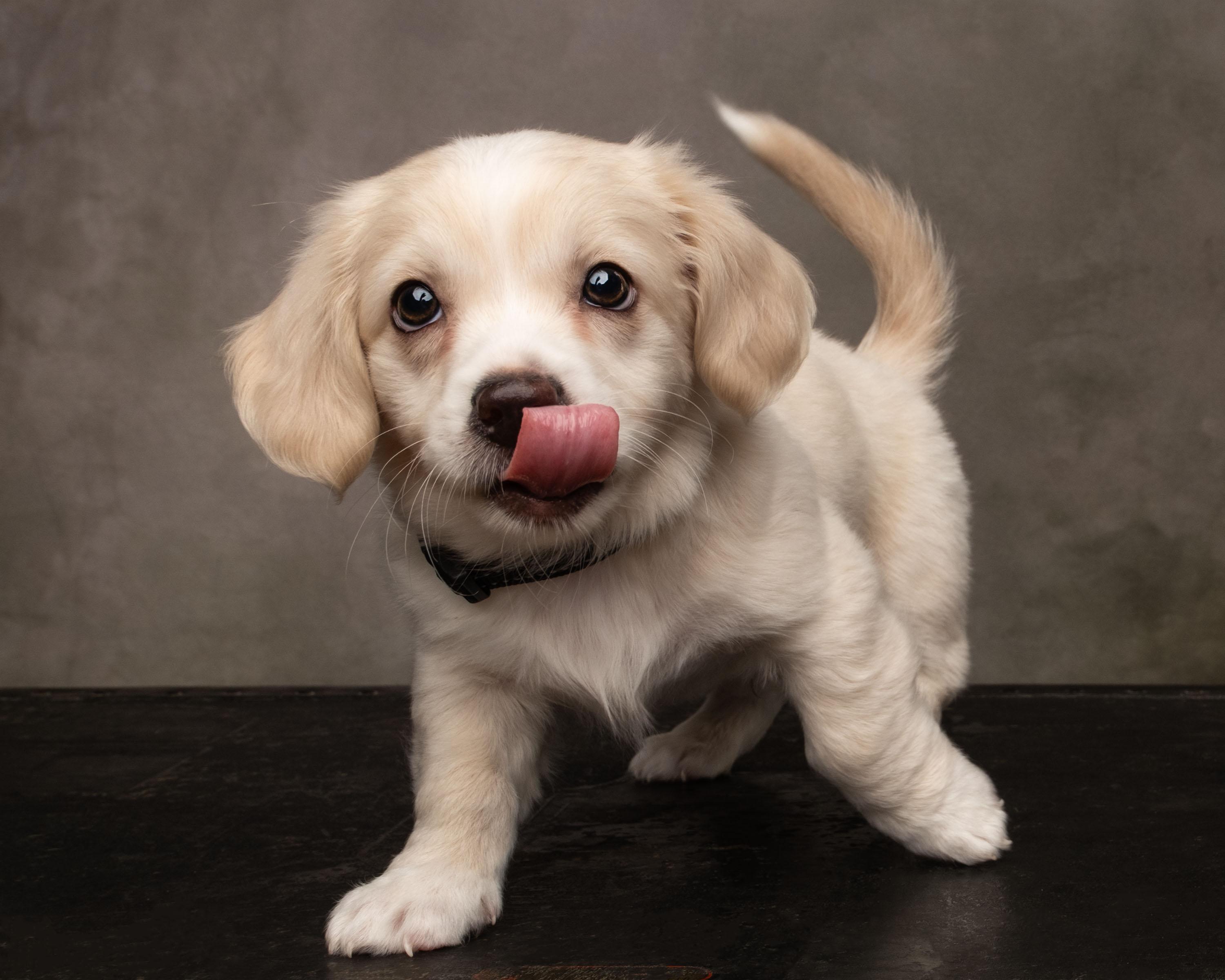 Enlarge Triton, a Adopted mixed breed in Aiken, SC image 1/5
