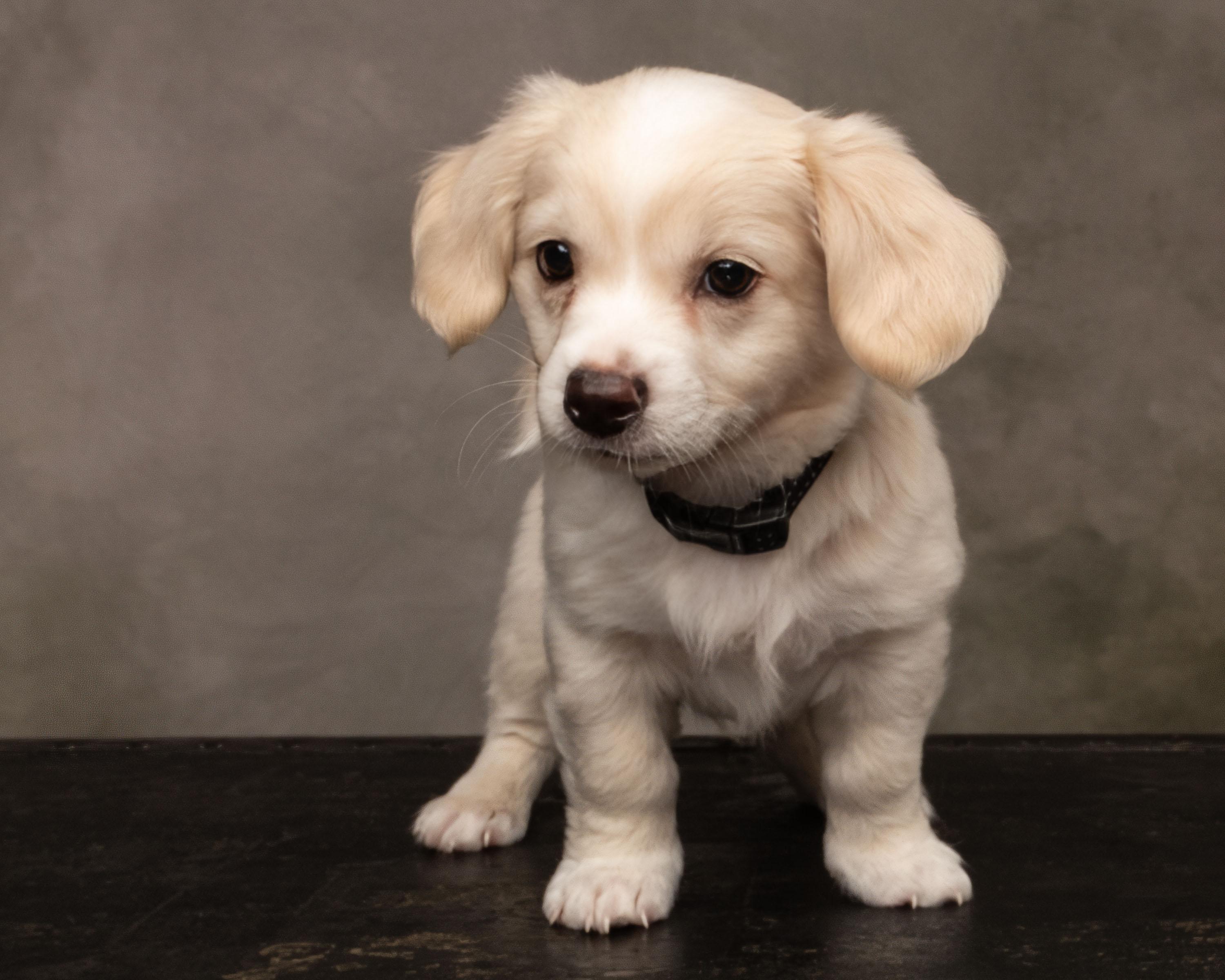 Enlarge Triton, a Adopted mixed breed in Aiken, SC image 2/5