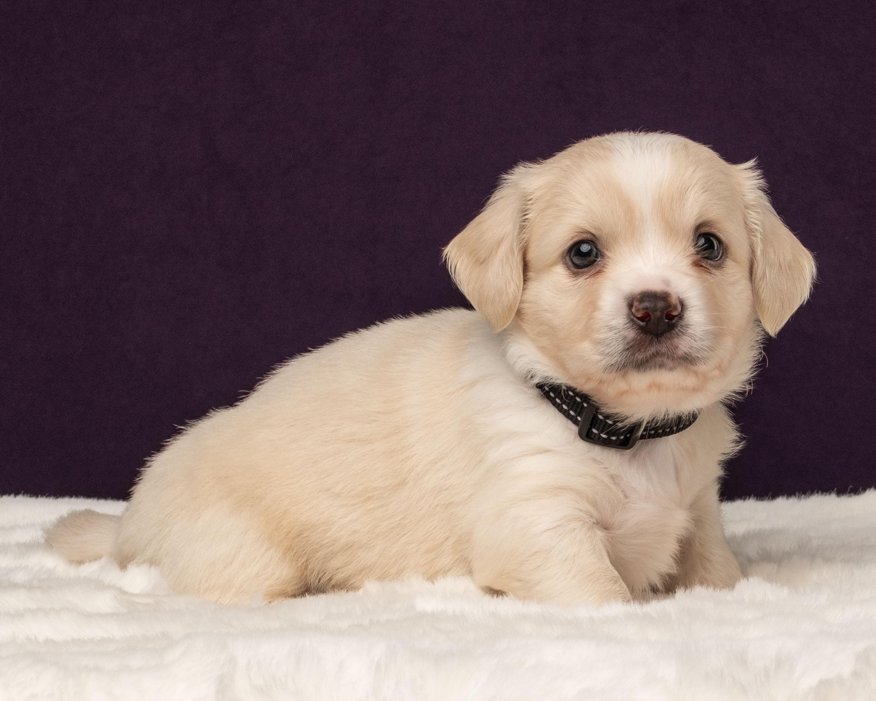 Triton, Adoptable, Puppy Male Shih Tzu & Chihuahua.