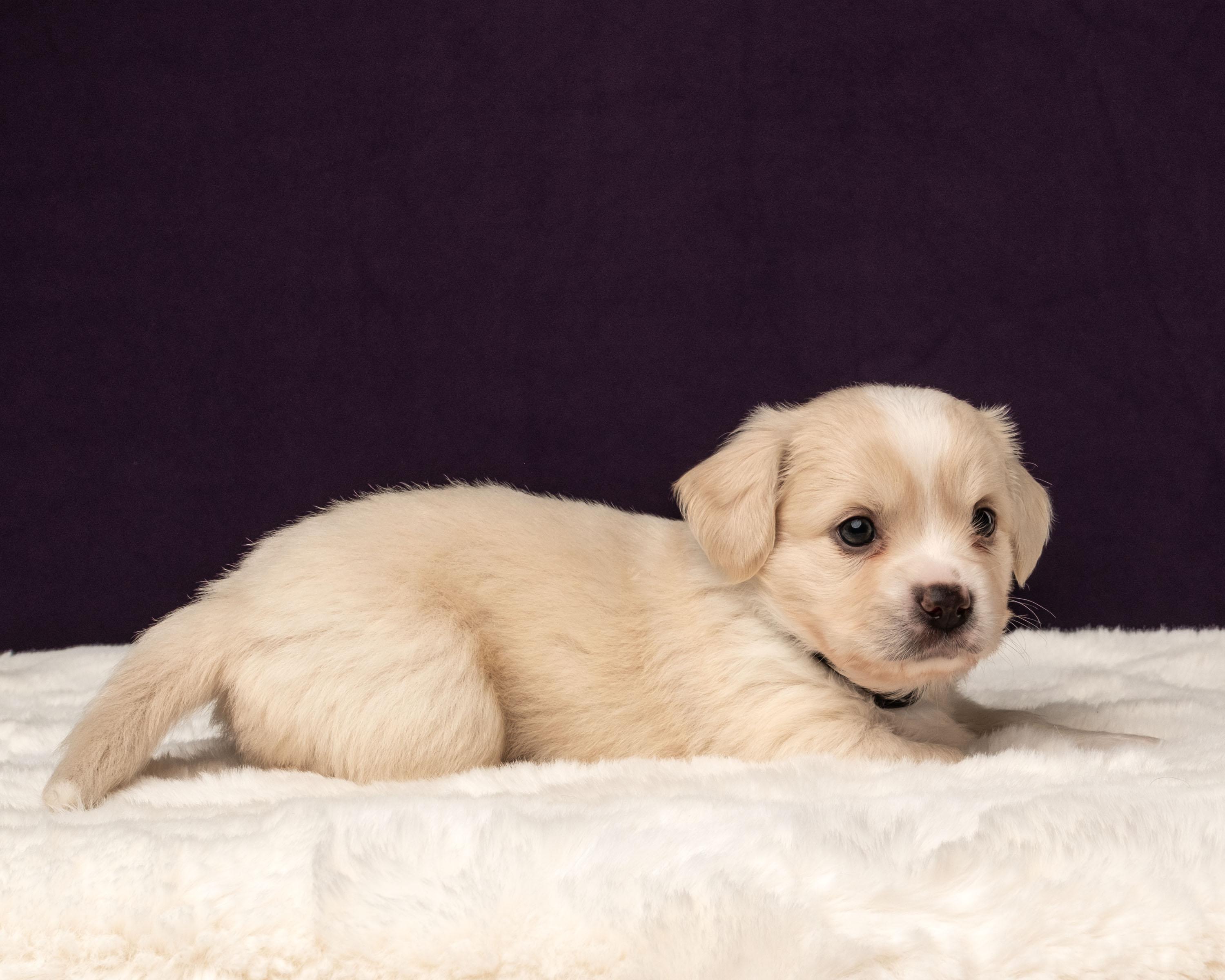 Triton, a Adoptable mixed breed in Aiken, SC image 4/5