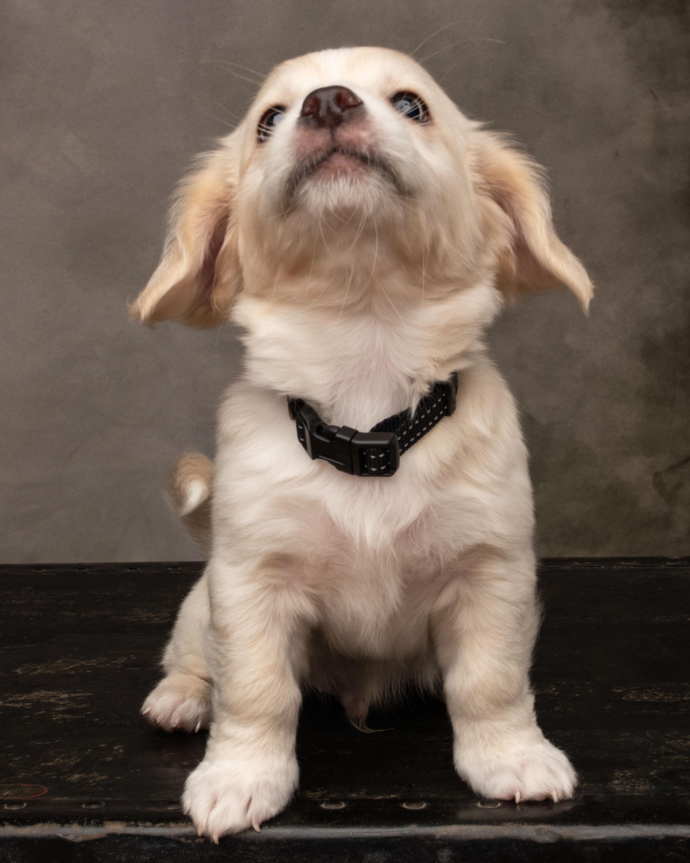 Enlarge Triton, a Adopted mixed breed in Aiken, SC image 3/5