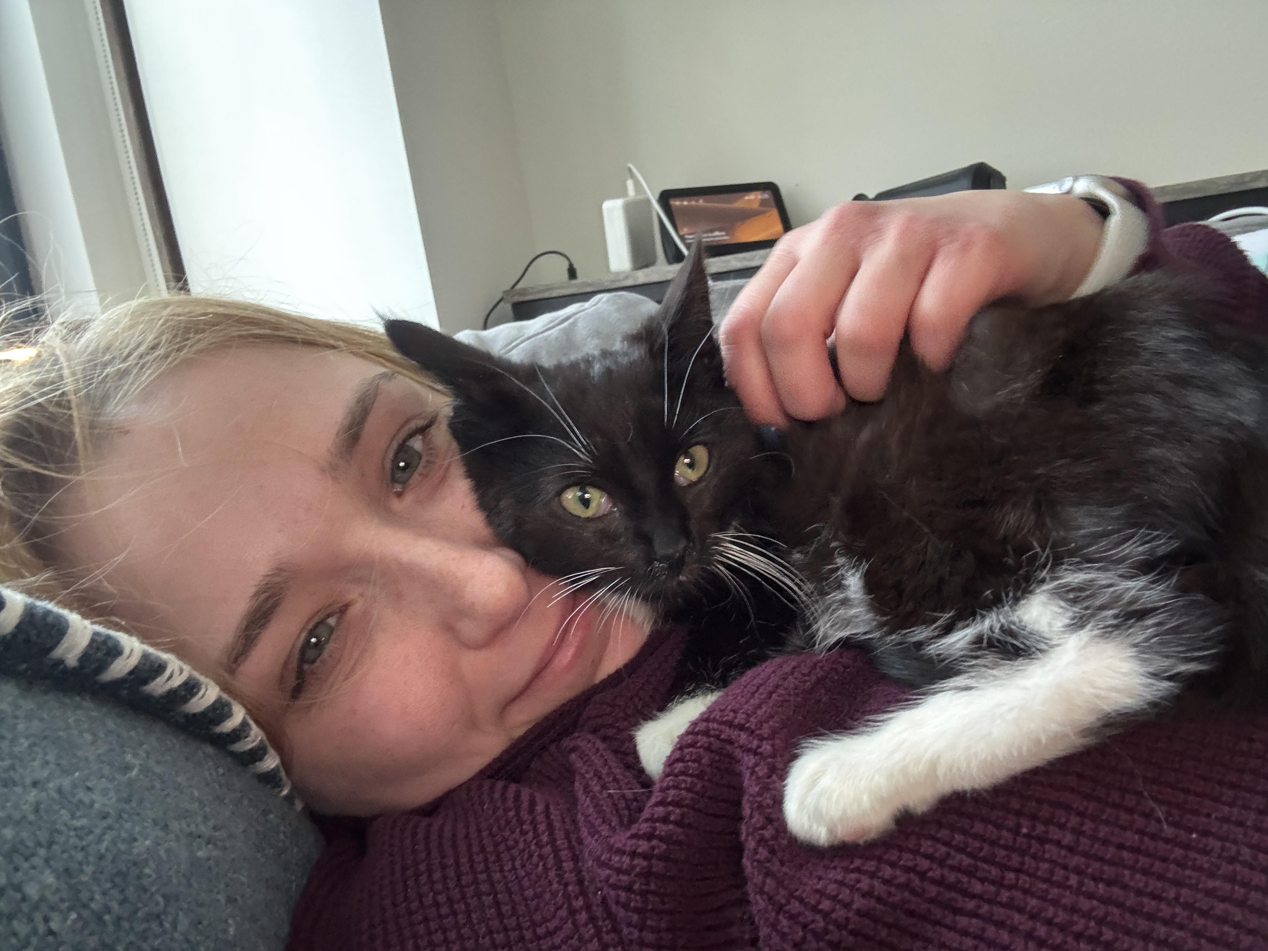 Enlarge Whisper, a ADOPTABLE Domestic Short Hair in Bayonne, NJ image 3/5