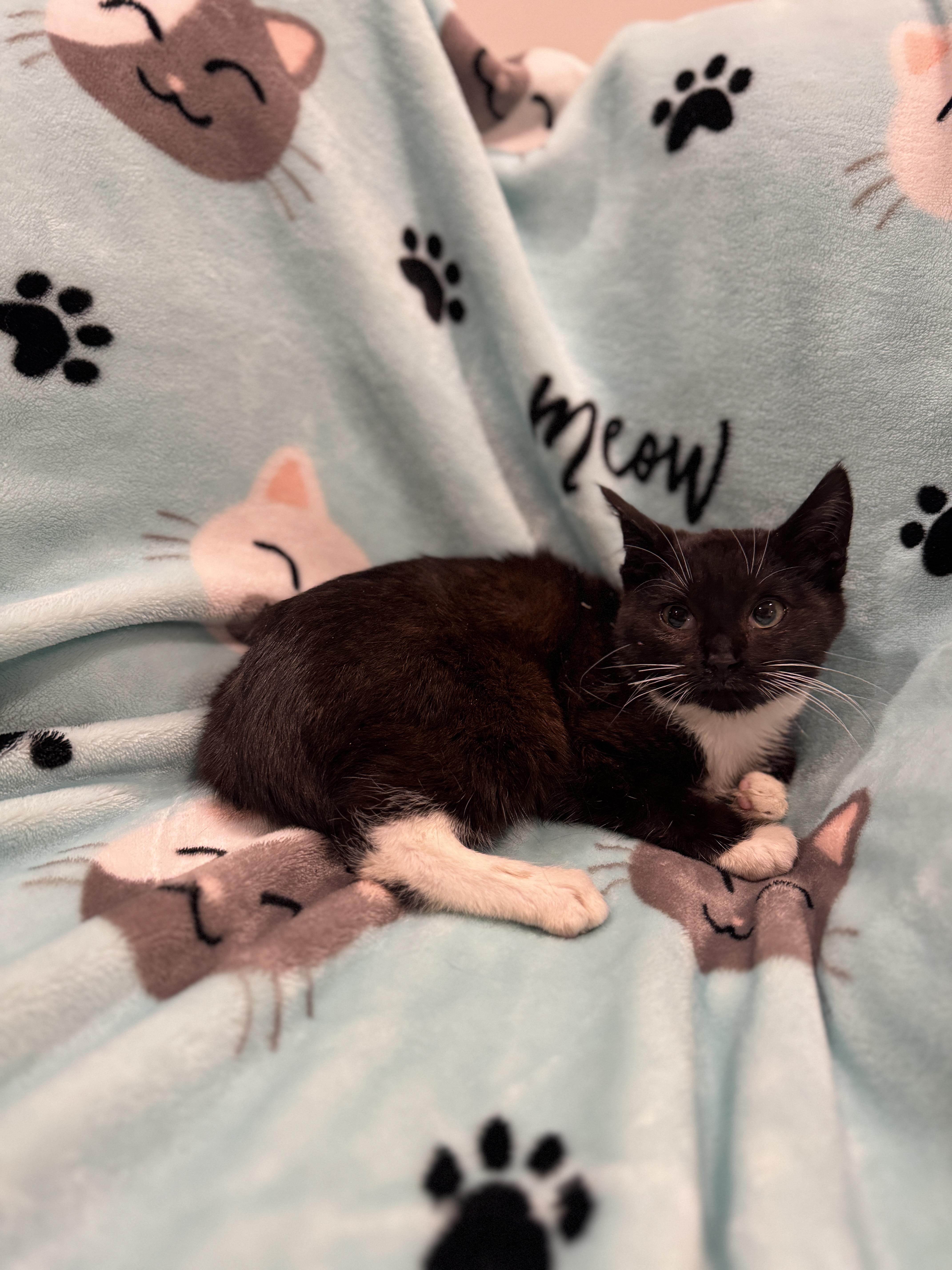 Enlarge Whisper, a ADOPTABLE Domestic Short Hair in Bayonne, NJ image 2/5