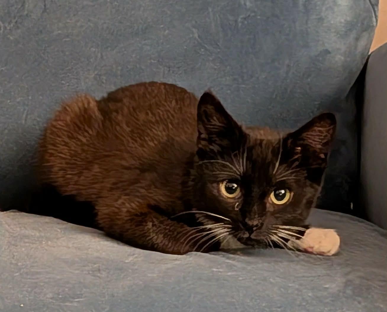 Enlarge Whisper, a ADOPTABLE Domestic Short Hair in Bayonne, NJ image 5/5