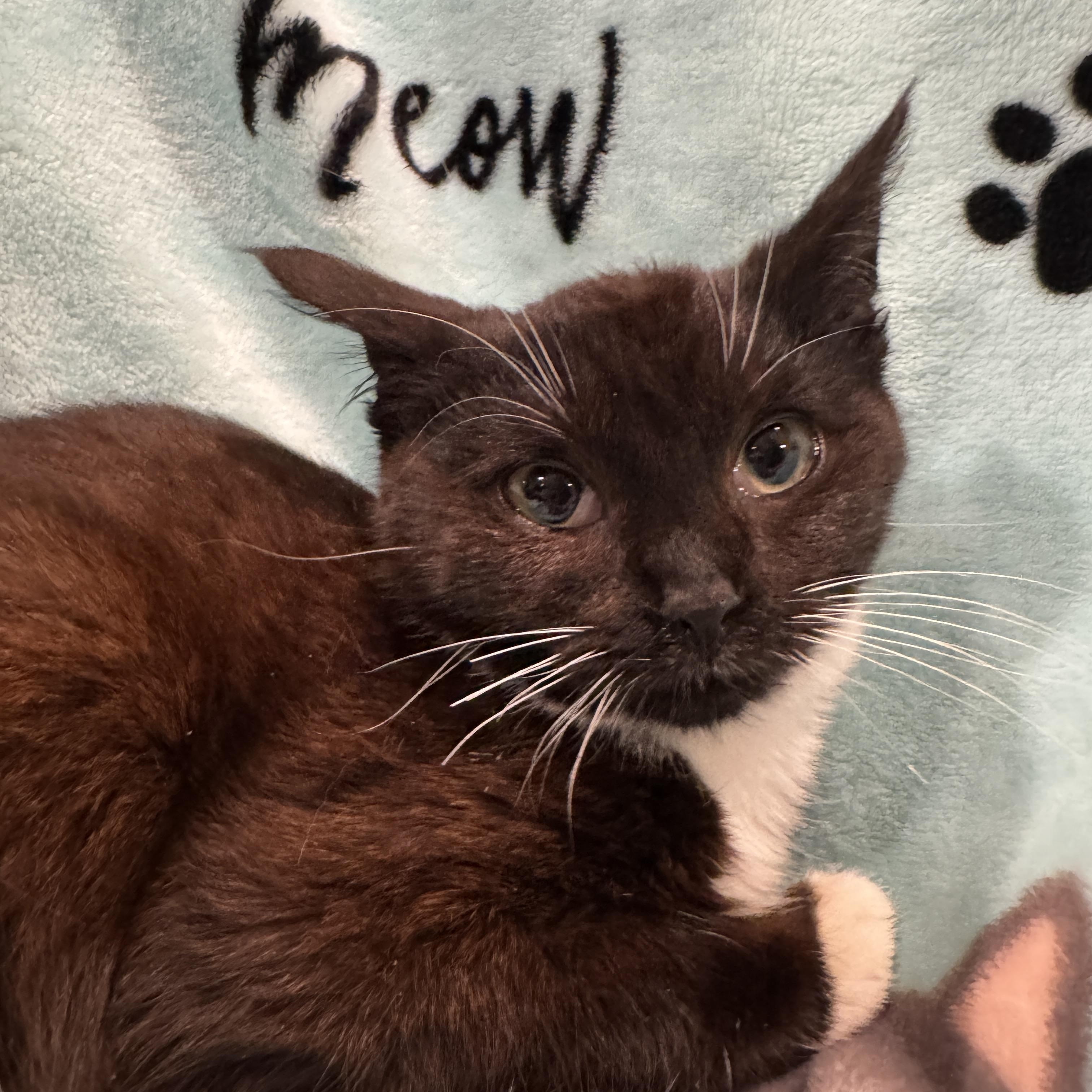 Enlarge Whisper, a ADOPTABLE Domestic Short Hair in Bayonne, NJ image 1/5