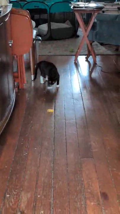 Enlarge Whisper, a ADOPTABLE Domestic Short Hair in Bayonne, NJ video 4/5